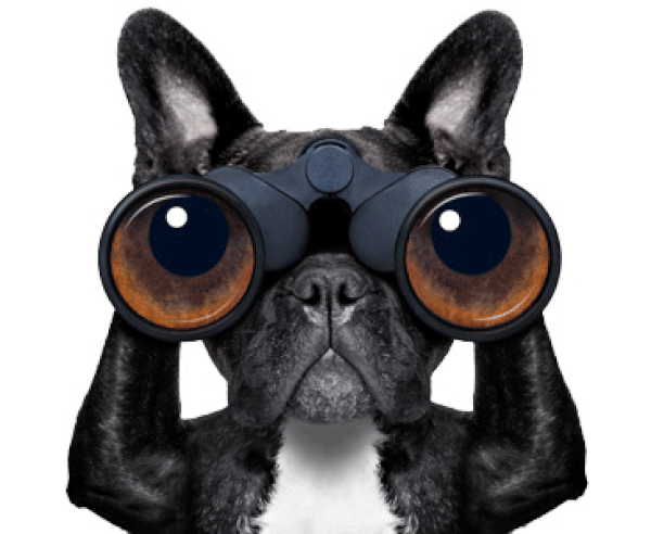 Buyers guide dog eye blink