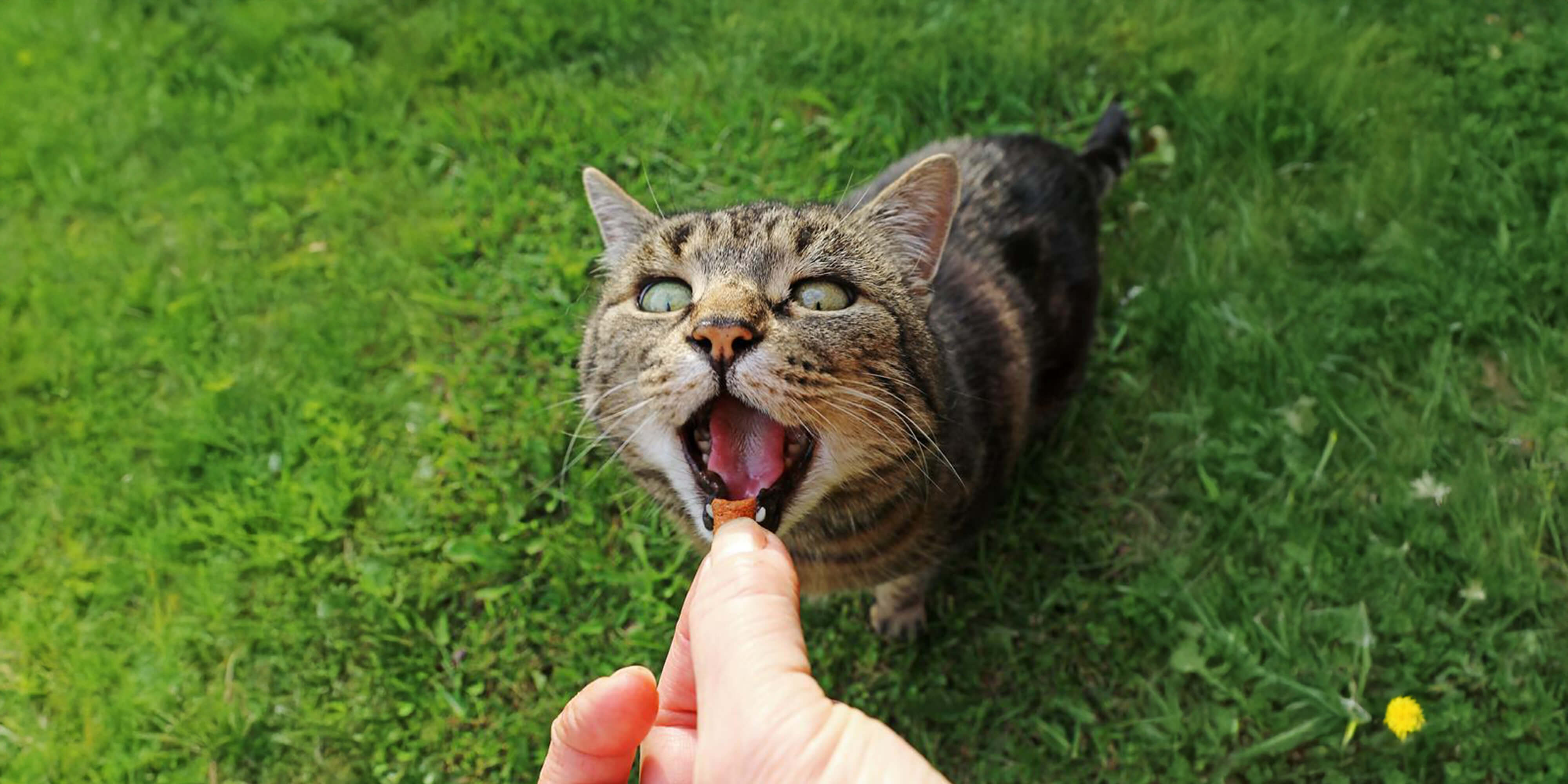 Easter recipes for dogs and cats
