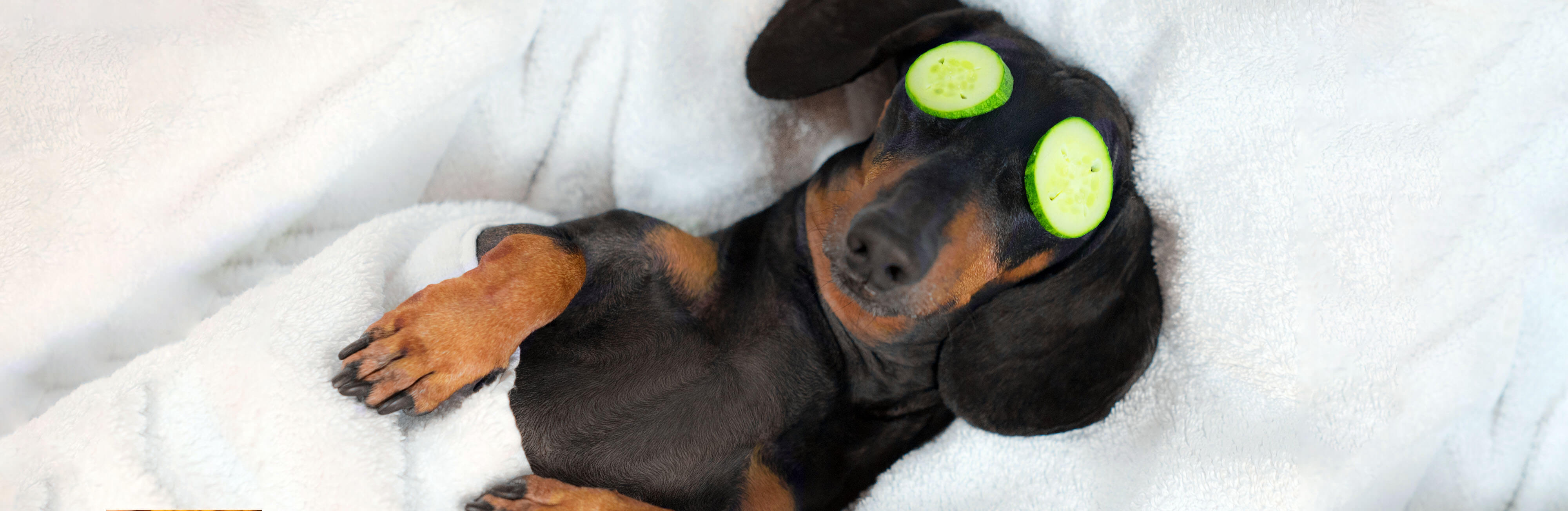 The best products to pamper your pet