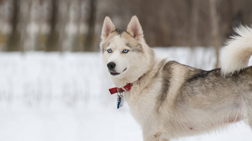 what dogs can handle cold weather