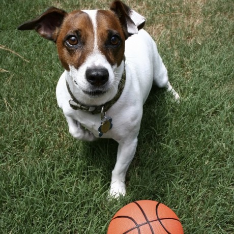 Dog-with-Basketball-460x460