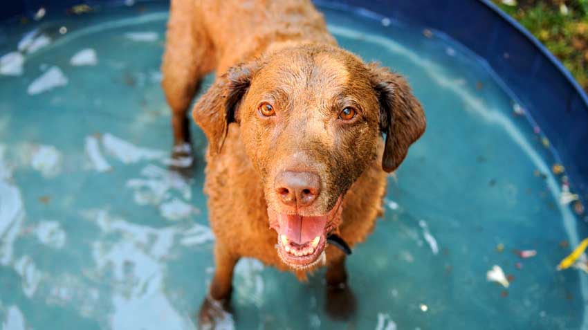 Cool Summers for Pets