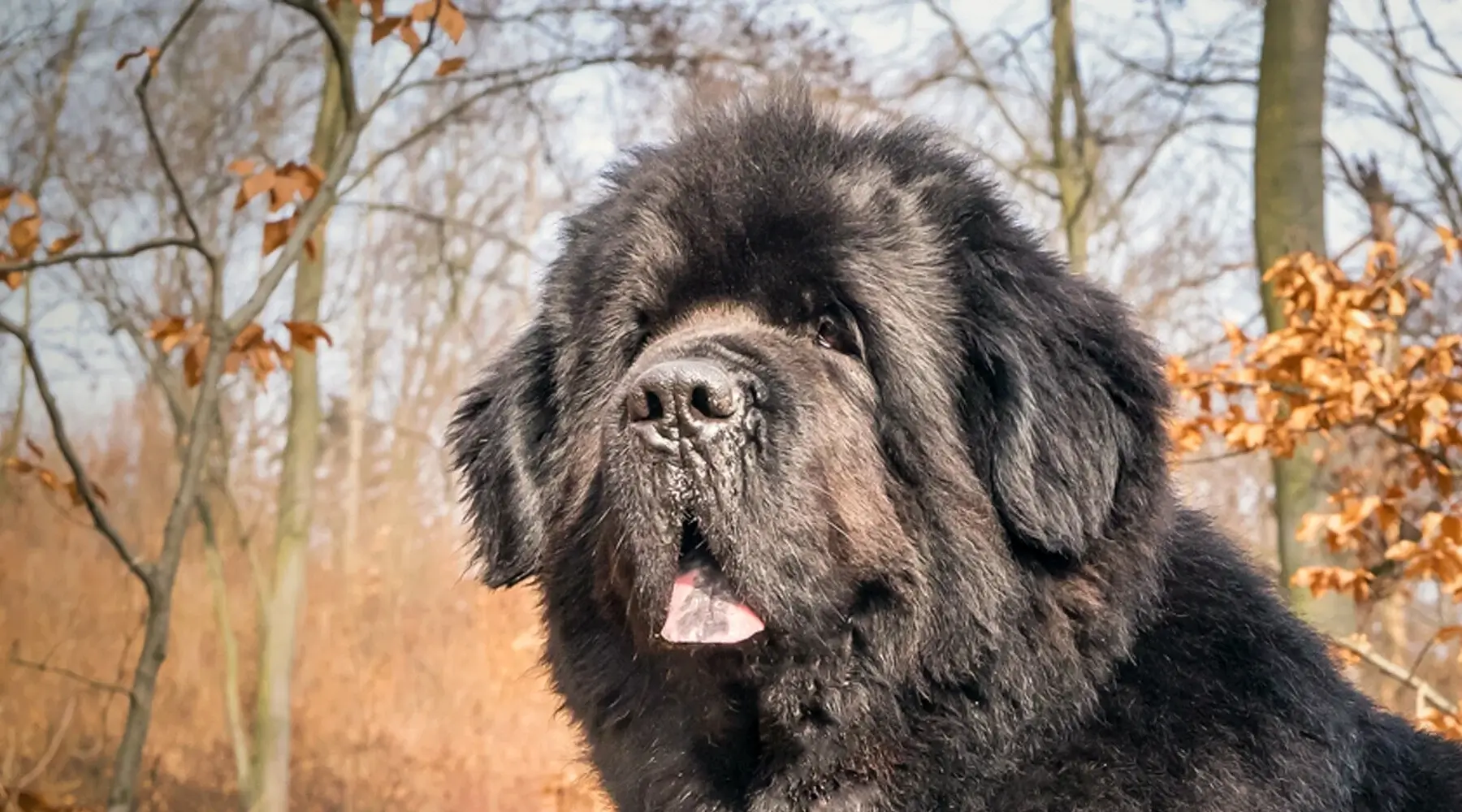 10391C 2025 Spring Companion Pets Best Friend Newfoundland