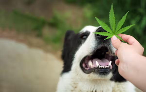 CBD for pets: Pros and cons