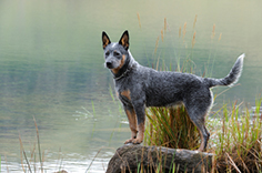 are cattle dogs good with cats