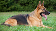 German Shepherd850 jpg