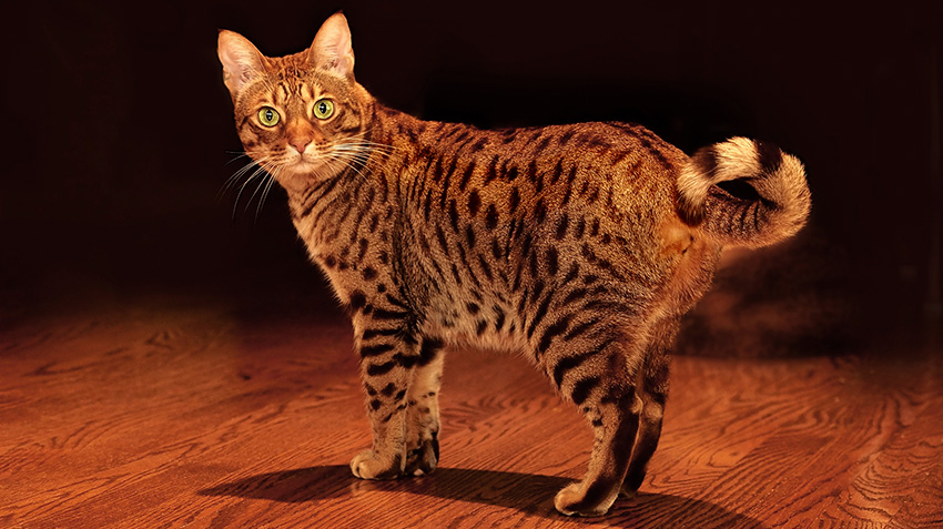 Ocicat orange 2024