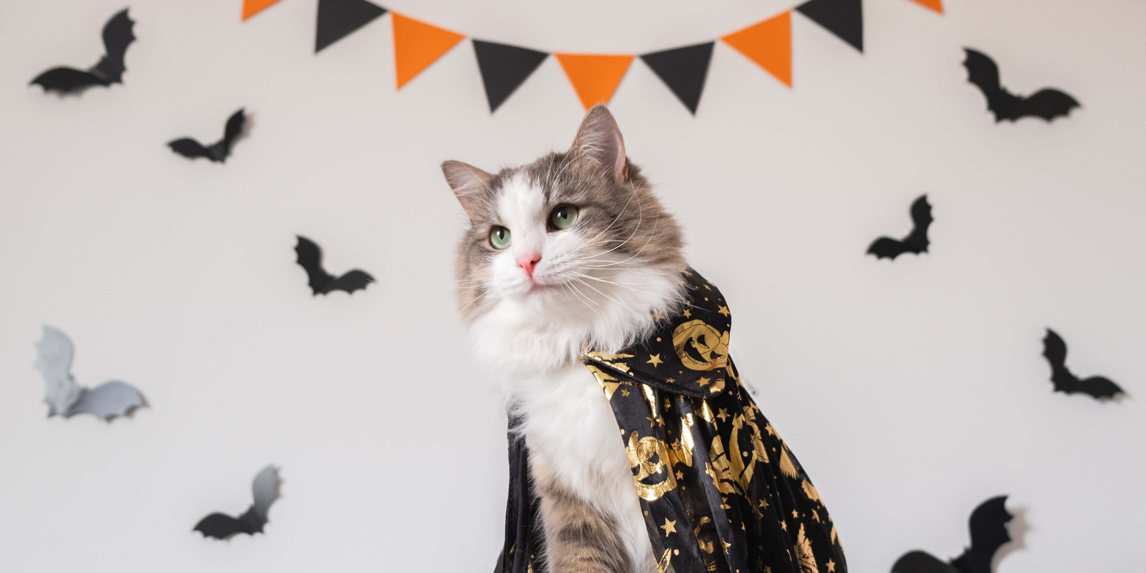 Meet our #WiggleweenContest winners