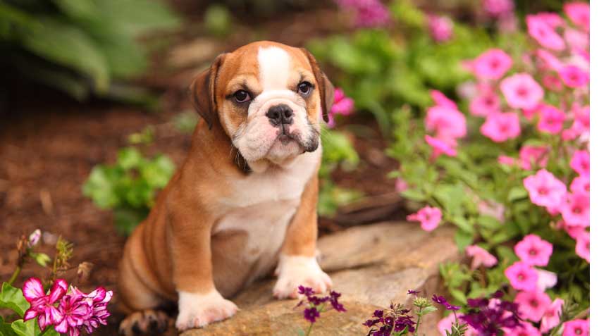 Toxic Plants and Pets Infographic