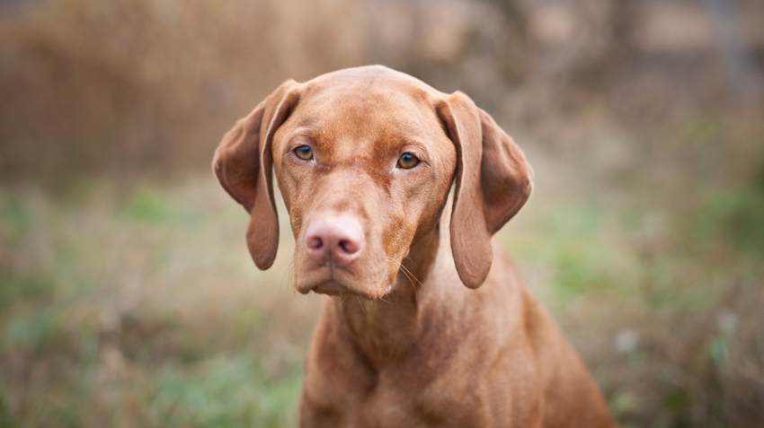 why are vizslas called velcro dogs