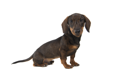 Minature dachshund standing — health planner for puppies through senior dogs