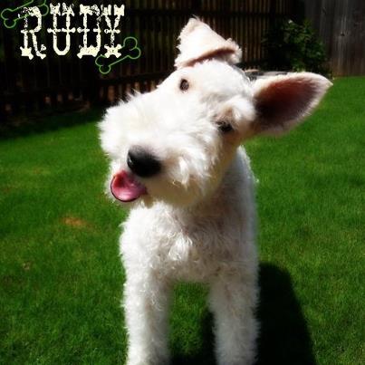 Rudy-back-yard-with-tire