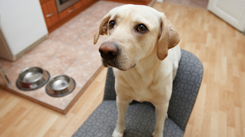 are avocado trees bad for dogs