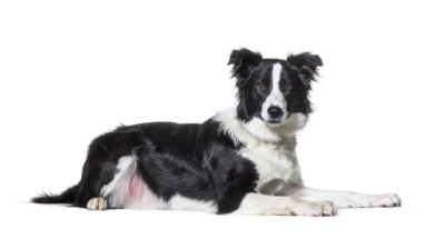 Collie standing — health planner for puppies through senior dogs