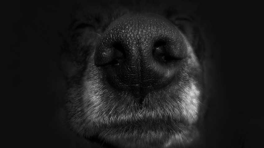 Can Dogs Smell Cancer