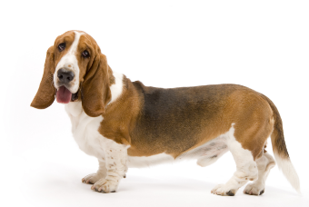 Basset Hound standing — health planner for puppies through senior dogs