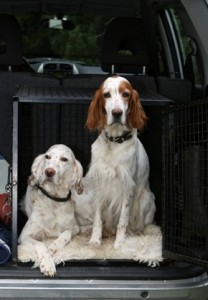 Dogs-In-Car-Crate1-208x300