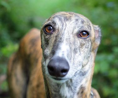 Greyhound