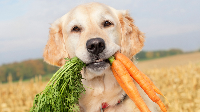 what are natural treats for dogs