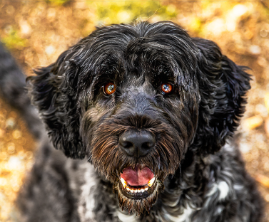 Portuguese Water Dog