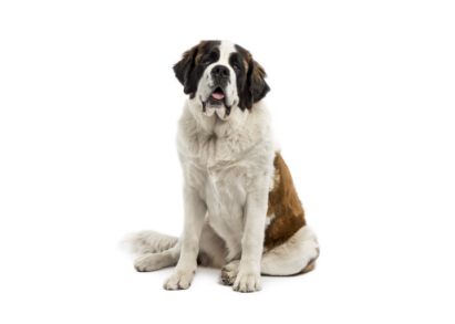 Saint Bernard standing — health planner for puppies through senior dogs