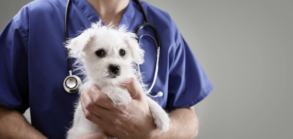 Flea and tick insurance - Little white dog being held by vet