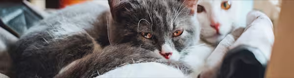 Two cats snuggling together