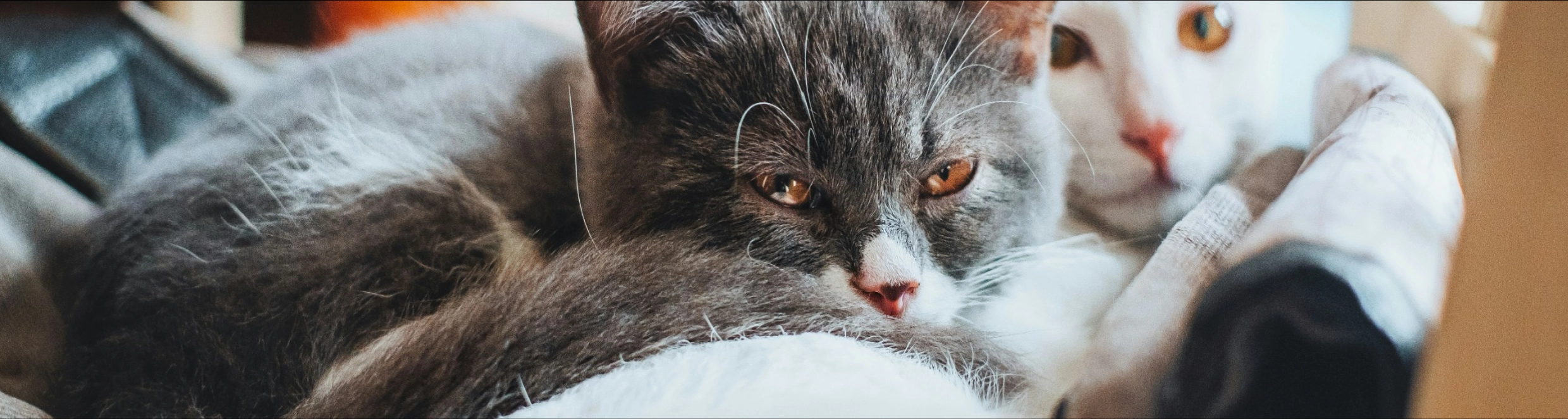 Two cats snuggling together