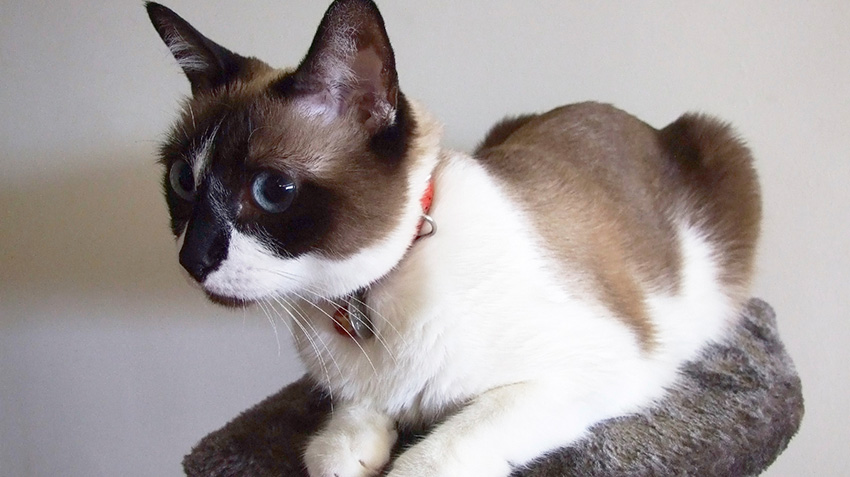 siamese snowshoe cat for sale