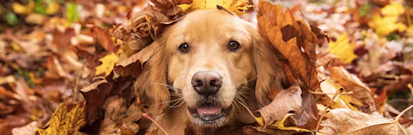 Fall seasonal pet safety tips
