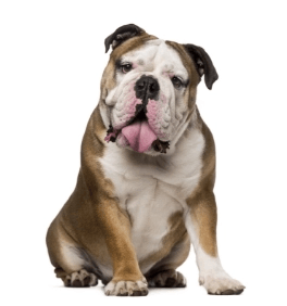 English bulldog standing — health planner for puppies through senior dogs