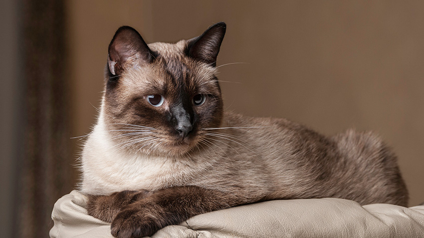 Siamese Cats | Pet Health Insurance & Tips