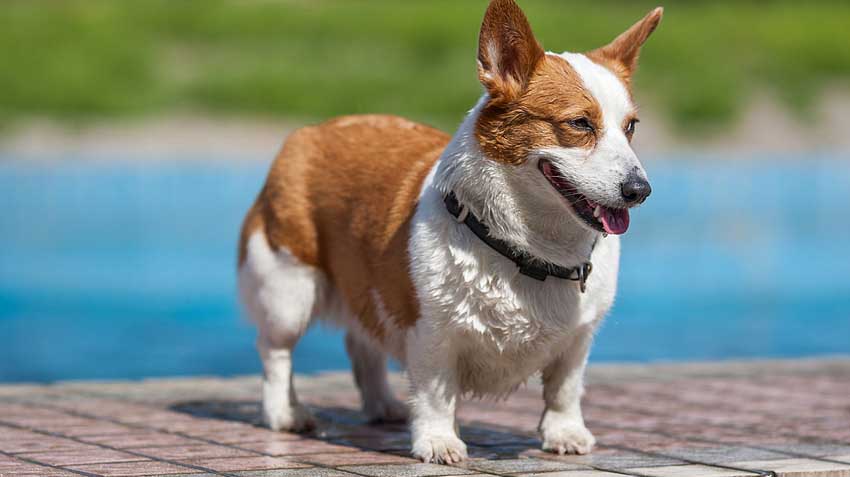 Pembroke Welsh Corgi