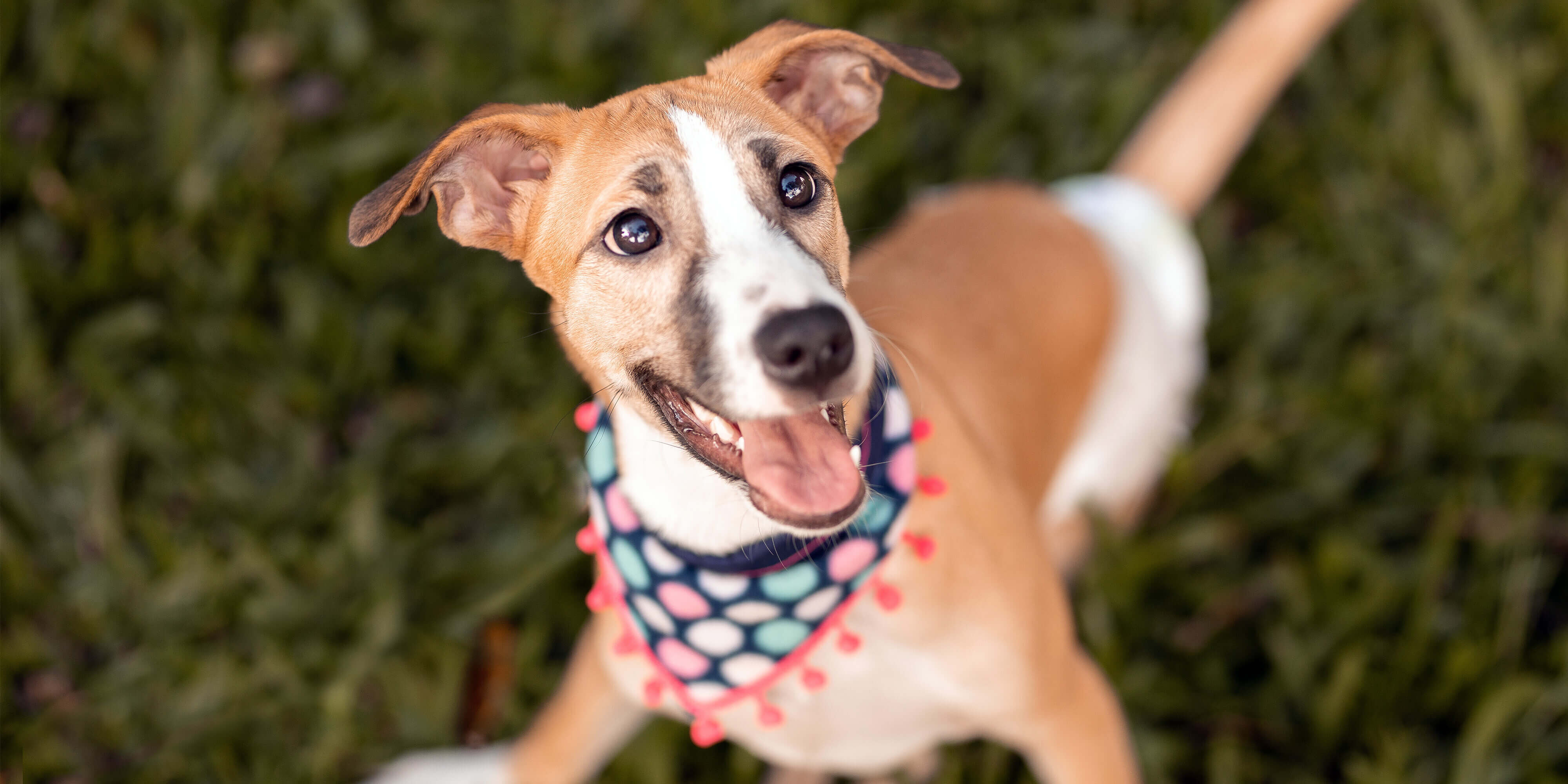 10391A Header 2025 Spring Companion DIY