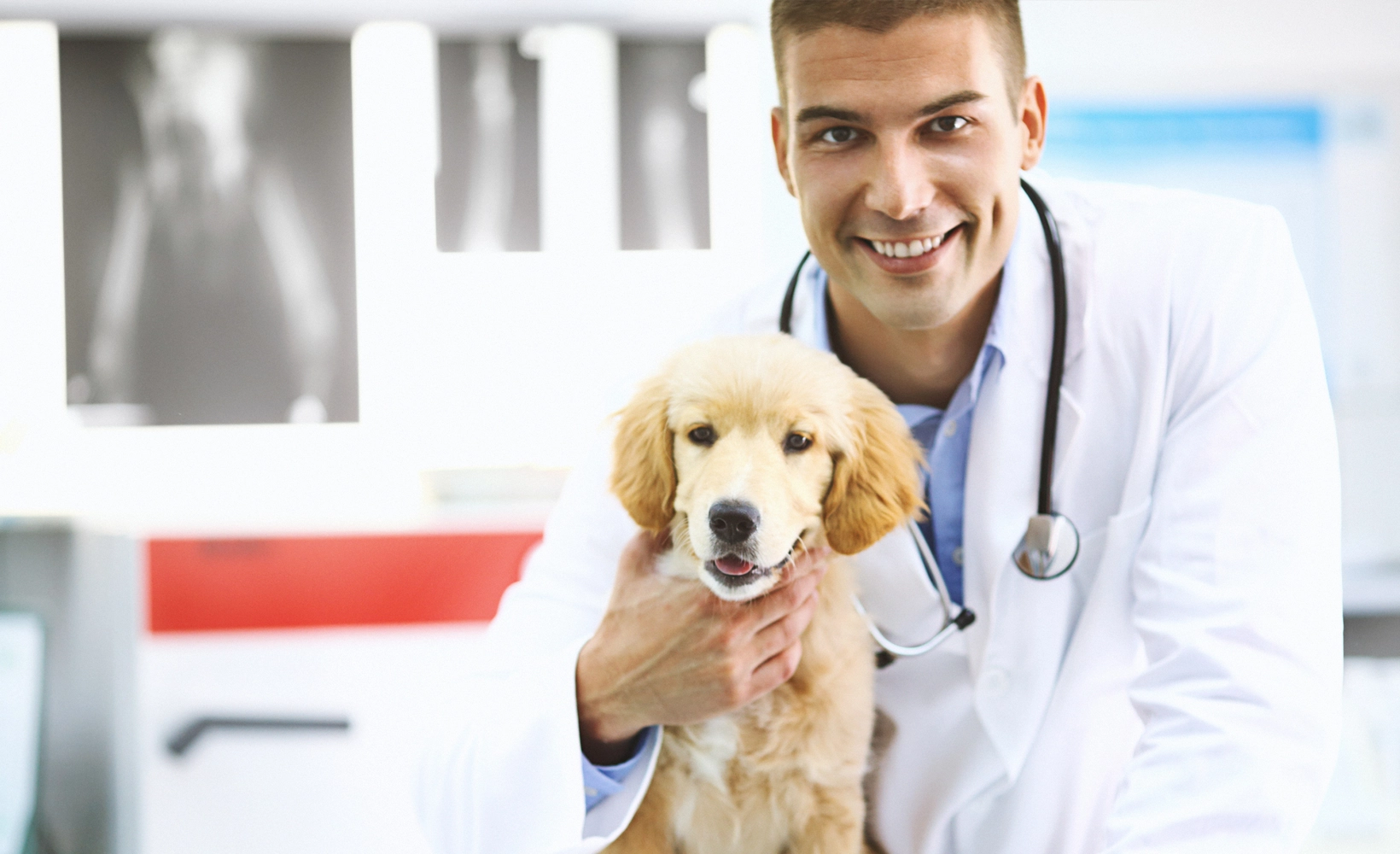 Vaccine coverage - Dog with vet