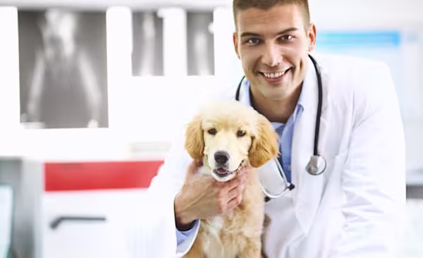 Vaccine coverage - Dog with vet