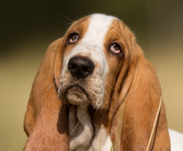 Basset Hound