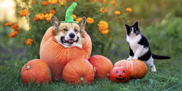 Trick-or-treat tips for a pet-safe Halloween