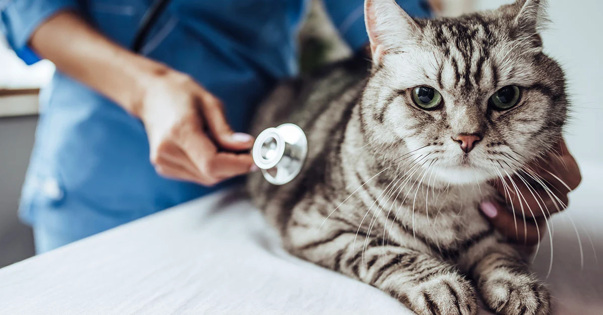 Cat Health Month Article - Cat Vet