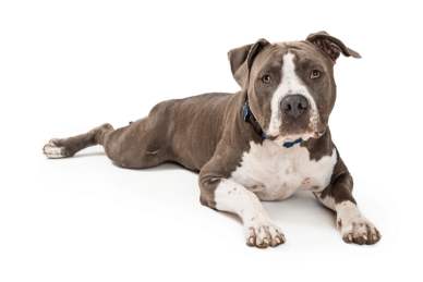 Pit Bull Terrier standing — health planner for puppies through senior dogs
