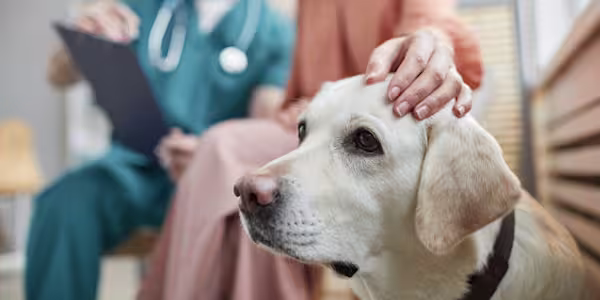 Important questions to ask when a pet has cancer