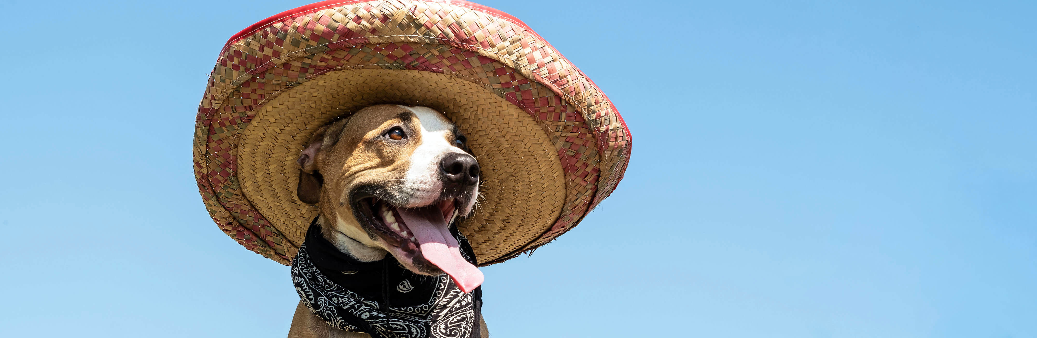 Celebrate Hispanic Heritage Month with these pet brands