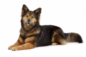 2-Mixed large laying down GettyImages-1185671393
