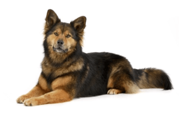 Mixed large standing — health planner for puppies through senior dogs