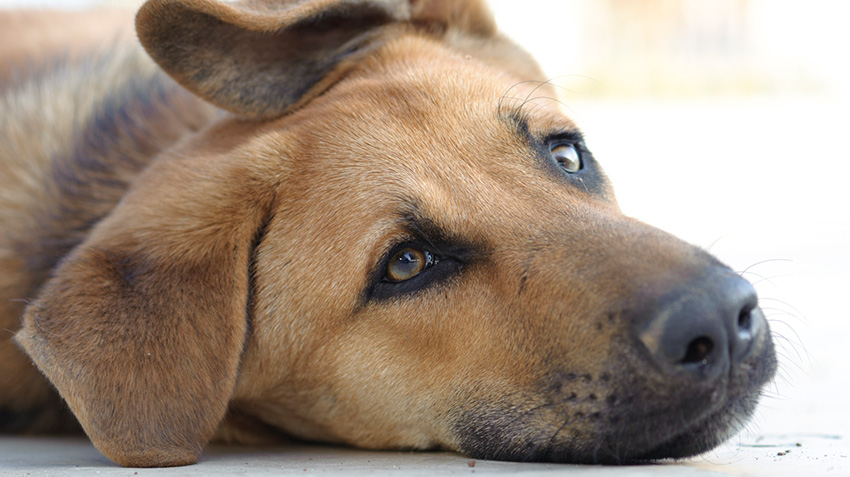 how to treat gastritis in dogs