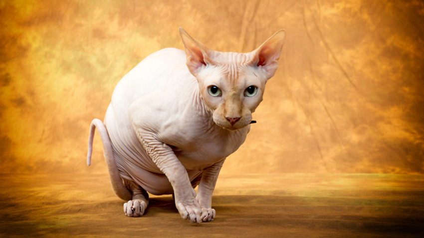 Orange tabby sale sphynx