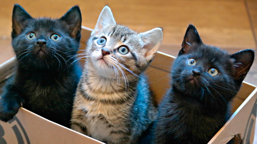 Top 5 Cat Adoption Tips