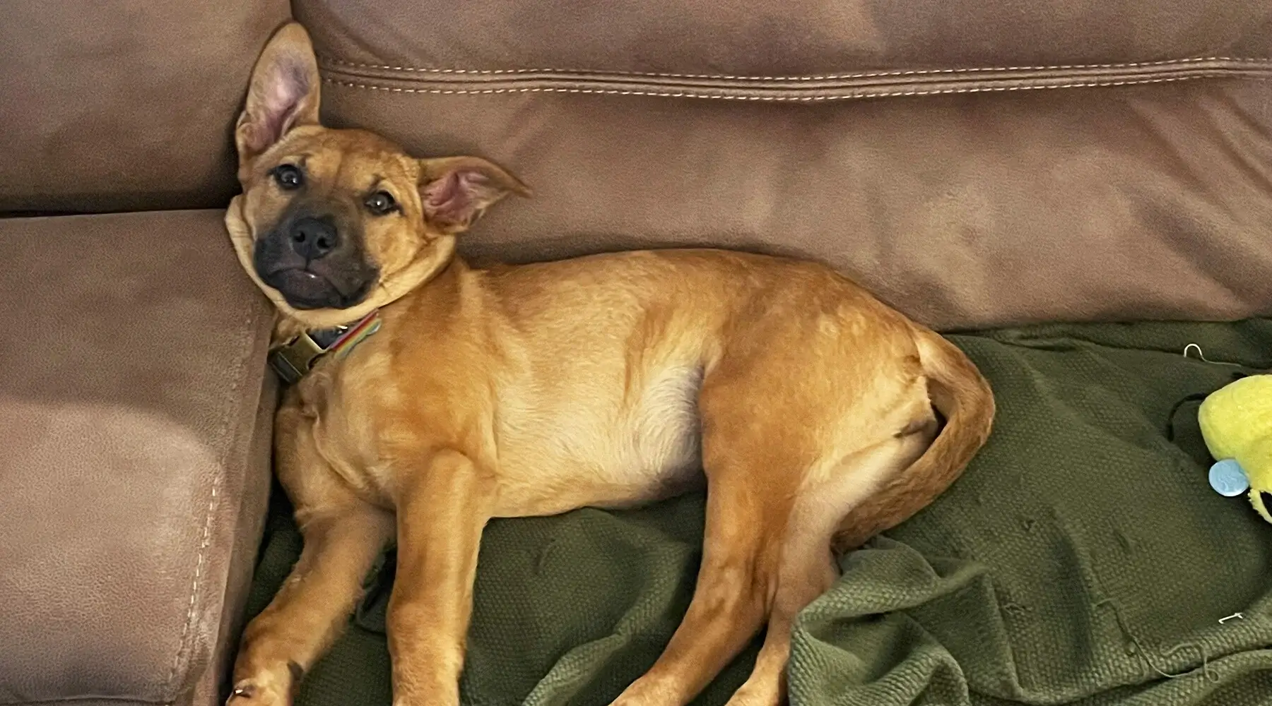 10391D 2025 Spring Companion Member Story Molly from Corporate 1