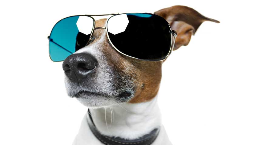 5 Far Out Doodads for Pets