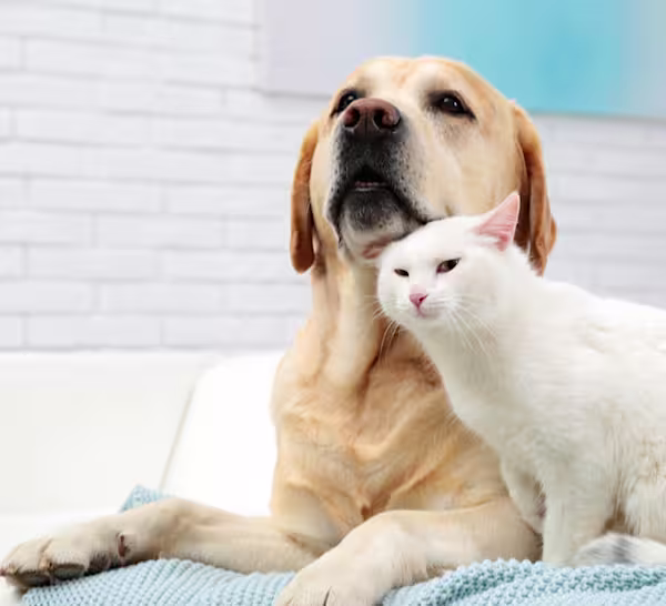 Cat and dog